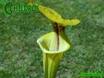 MK F38	Sarracenia Flava var. ornata,PM Heavily veined, Gulf Coast.