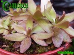 Pinguicula RED STARFISH