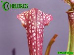 Sarracenia LADIES IN WAITING