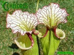 Sarracenia-Leah-Wilkerson-H112-Kapturnica-moorei