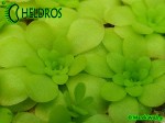 Tłustosz Pinguicula mirandae - south of Tehuacan, Oaxaca, Mexico, 1802 m