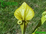 MK F38	Sarracenia Flava var. ornata,PM Heavily veined, Gulf Coast.