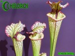 MK H10 Sarracenia x Lynda Butt. Adrian Slacks best hybrid.