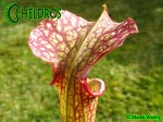 MK H62 Kapturnica Sarracenia x moorei. Large red veined pitchers to more than 1m tall. Mark Wesson