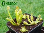 Dionaea Muscipula Muchołówka CUP TRAP