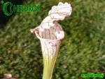 MK L7 Sarracenia Leucophylla Pubescent form,Perdido, AL.,WAH. Pitchers feel furry due microscopic hairs over the external surface.