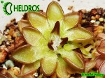 Tłustosz pinguicula Nivalis