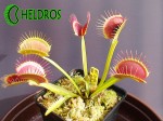 Dionaea Muscipula Muchołówka G14 Dirk Venthams Giant