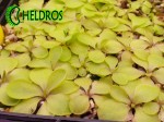Tłustosz Pinguicula EMARGINATA Form A