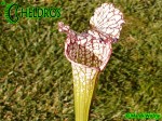 MK H94 Sarracenia x excellens x leucophylla. Large white pitchers, like an very stocky, wide leucophylla.