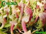 Kapturnica SARRACENIA x SMOORIE