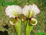 Sarracenia-Leah-Wilkerson-H112-Kapturnica-moorei