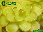 Tłustosz pinguicula reticulata Paul Debbert clone