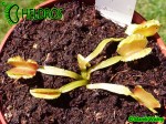 Dionaea Muscipula Muchołówka AF6 Fire Mouth