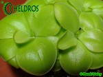 Tłustosz Pinguicula mirandae - south of Tehuacan, Oaxaca, Mexico, 1802 m