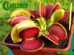 Dionaea Muscipula Muchołówka GREEN WIZARD