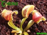 Dionaea Muscipula Muchołówka Umgekrempelt