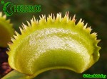Dionaea Muscipula Muchołówka UK SAWTOOTH 1