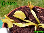 Dionaea Muscipula Muchołówka AF6 Fire Mouth