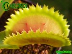Dionaea Muscipula Muchołówka UK SAWTOOTH 1