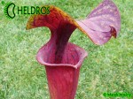 MK F45 Sarracenia Flava var. rubricorpora, Purple tube, Milton, FL., Santa Rosa Co., WS,Very dark,especially in throat