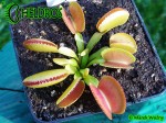 Dionaea Muscipula Muchołówka MICRODENT
