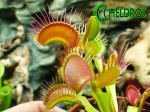 Dionaea Muscipula Muchołówka PARADISIA