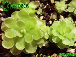 TŁUSTOSZ Pinguicula spec. CIUDAD Victoria 'Lautner, 90-14'