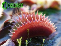 MUCHOŁÓWKA Dionaea Muscipula RED DENTATE - unikat