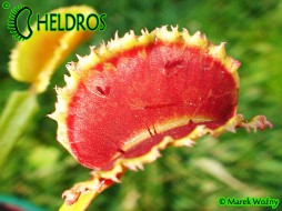 Dionaea Muscipula SUNRISE - energia słońca