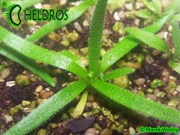 TŁUSTOSZ Pinguicula HETEROPHYLLA Conception Papalo