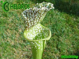 MK H181 Sarracenia x excellens x leucophylla