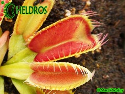 Dionaea Muscipula LOUCHAPATES