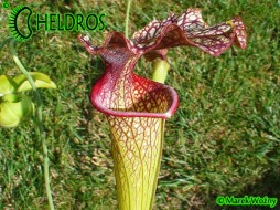 MK H9 Sarracenia x moorei