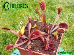 MUCHOŁÓWKA Dionaea Muscipula RUBY RED