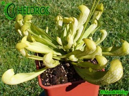 MK H47 Sarracenia x formosa