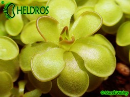 TŁUSTOSZ Pinguicula ROTUNDIFLORA - Tamaulipas