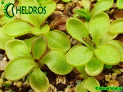 TŁUSTOSZ Pinguicula CRASSIFOLIA