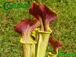 MK H17 Sarracenia alata Red Lid x flava