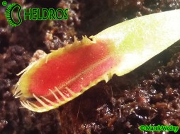 Dionaea Muscipula CROCODILE