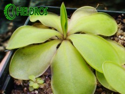 TŁUSTOSZ Pinguicula EMARGINATA - form A