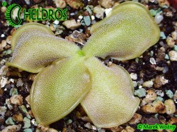 TŁUSTOSZ Pinguicula OBLONGILOBA
