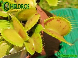 Dionaea Muscipula PATCHES - łaciata