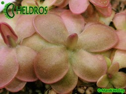 TŁUSTOSZ Pinguicula spec. 'GUATEMALA, 3100 m.n.m.'