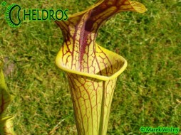 MK H194 Sarracenia x 'Hugh Jampton'