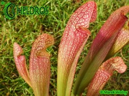 MK H127 Sarracenia x 'Jenny Helen'