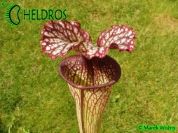 MK H138 Sarracenia x "Crimson Queen"
