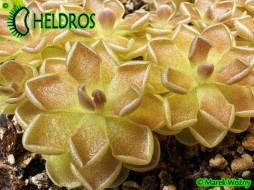 TŁUSTOSZ Pinguicula DEBBERTIANA - fajny