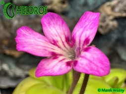 TŁUSTOSZ Pinguicula HEMIEPIPHYTICA ,Oaxaca