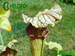 Sarracenia x 'Daniel Rudd' AS1